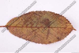 Photo Texture of Leaf 0087